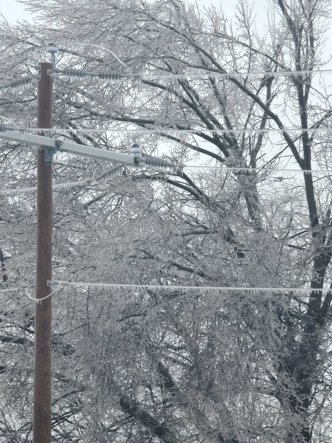 Ice forms on trees and power lines earlier today in Forrest City.